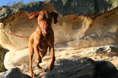 "Bonza Dog"